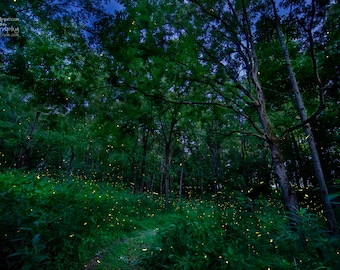 Dance of the Fireflies  - Giclee Metallic Paper Fine Art Photographic Print