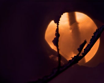 Lady of the Moon  - Giclee Luster Paper Fine Art Photographic Print