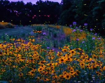 Firefly Sunset  - Giclee Luster Paper Fine Art Photographic Print