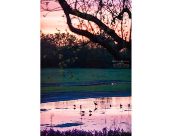 Wetland Sunset - Giclee Luster Paper Fine Art Photographic Print