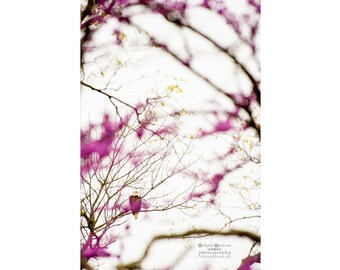 Eagle Eye  - Giclee Luster Paper Fine Art Photographic Print