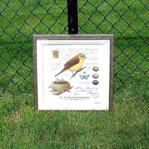 Framed and Matted Yellow Breasted Bird with French Script