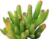 Gollum Jade Crassula ovata Trumpet Jade Hobbit s Pipe Jade ET s Fingers Jade Plant Jade Tree Money Tree Finger Jade Succulent Spoon Jade