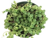 String Of Pearls Plants Succulents Hanging Basket Senecio Rowleyanu RARE Beautiful Hanging Planter Terrarium Succulent Plants