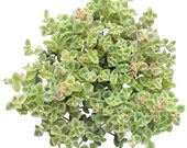 Sedum Little Missy Ground Cover Long Strand Trailing Hanging Succulent Chubby Miniature Garden Fairy Garden Exotic Succulent Rare Plant