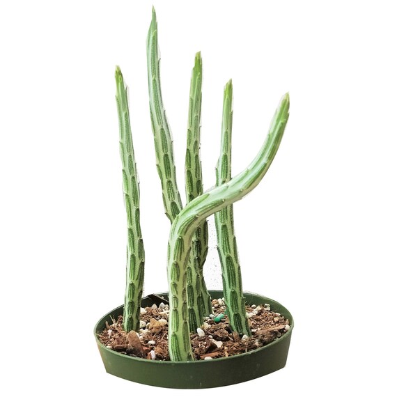 Pickle Plant Succulent Kleinia Stapeliiformis Ssp Minor -6215