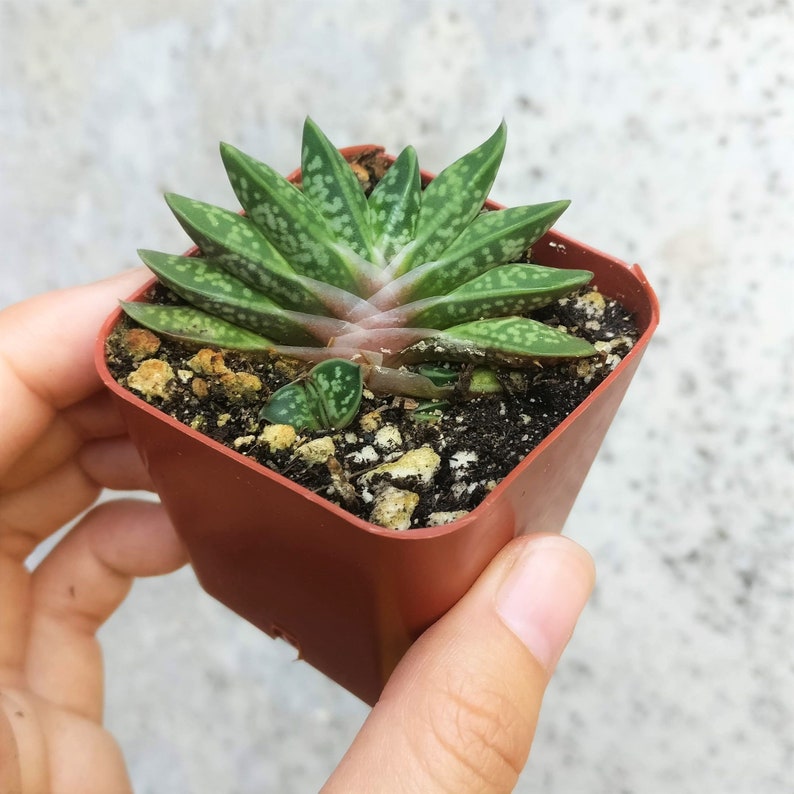 Gasteria Little Warty Aloe Relative Rare Aloe Dwarf Aloe Ox Tongue Succulent Cow Tongue Aloe Hybrid Rare Succulent