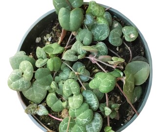 String Of Heart Plant (Not VARIEGATED) RARE Beautiful Ceropegia Woodii succulent Planter Arrangement Terrarium Exotic Succulent Plants