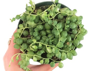 String Of Pearls Plants Succulents Hanging Basket Senecio Rowleyanu RARE Beautiful Hanging Planter Terrarium Succulent Plants