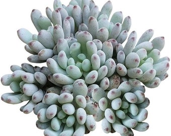 Graptopetalum Pachyphyllum Cute Little Chubby Succulent Miniature Garden Fairy Pink Purple Lavender Tip Exotic Succulent Rare Plant