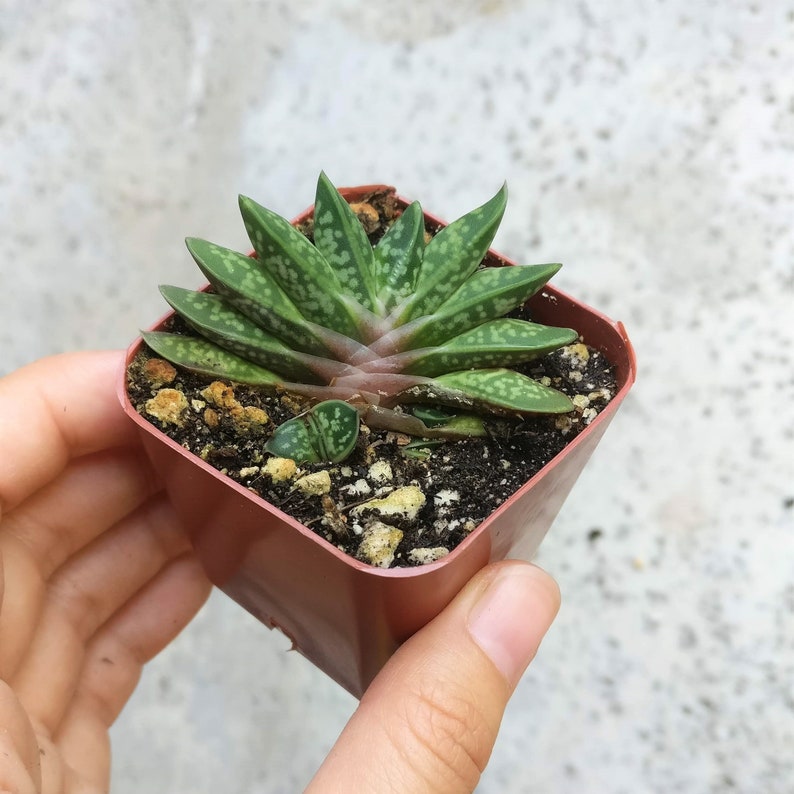 Gasteria Little Warty Aloe Relative Rare Aloe Dwarf Aloe Ox Tongue Succulent Cow Tongue Aloe Hybrid Rare Succulent