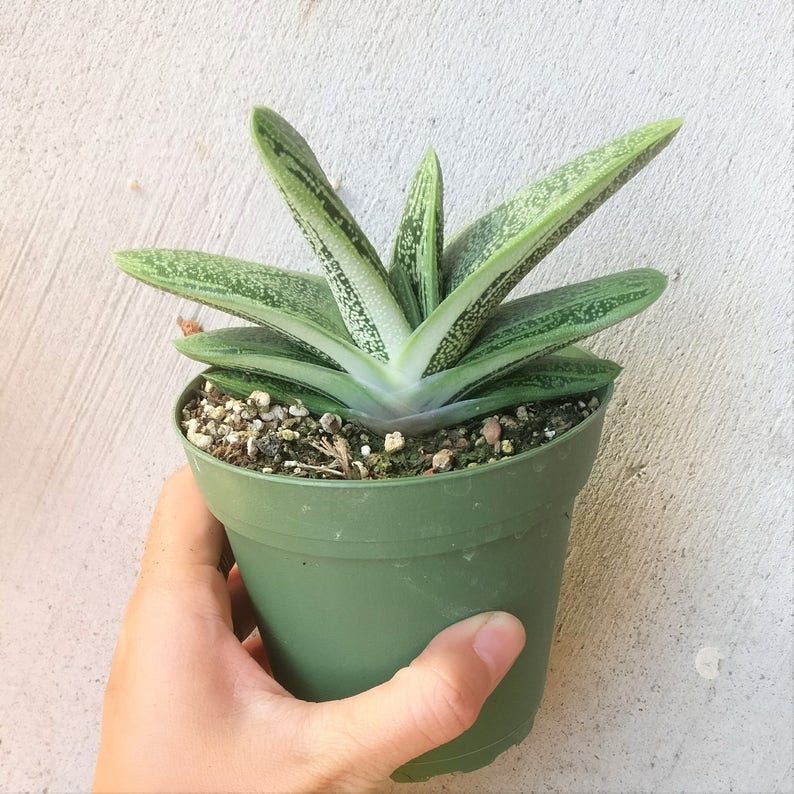 Gasteria Little Warty Aloe Relative Rare Aloe Dwarf Aloe Ox Tongue Succulent Cow Tongue Aloe Hybrid Rare Succulent