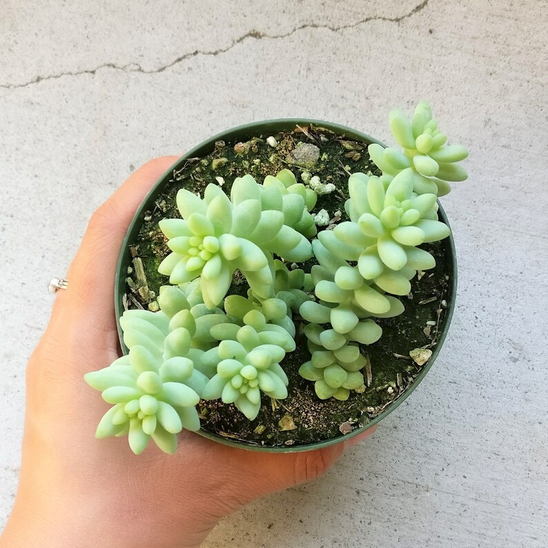 Donkey Tail Plant Sedum Burrito Succulent trailing hanging basket plant Eeyore Tail Plant Rare Succulent burros tail sedum