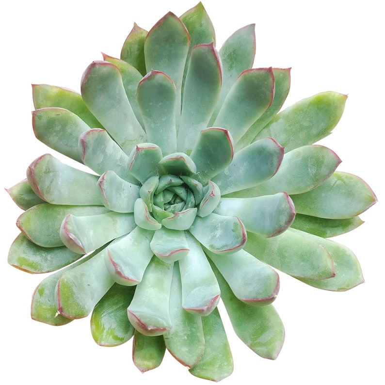Echeveria Pulidonis Pulido U2019s Echeveria Red Edged Succulent Red Tips Plant Spoon Shaped Leaves Echeveria Species Home Living Planters Pots Vadel Com