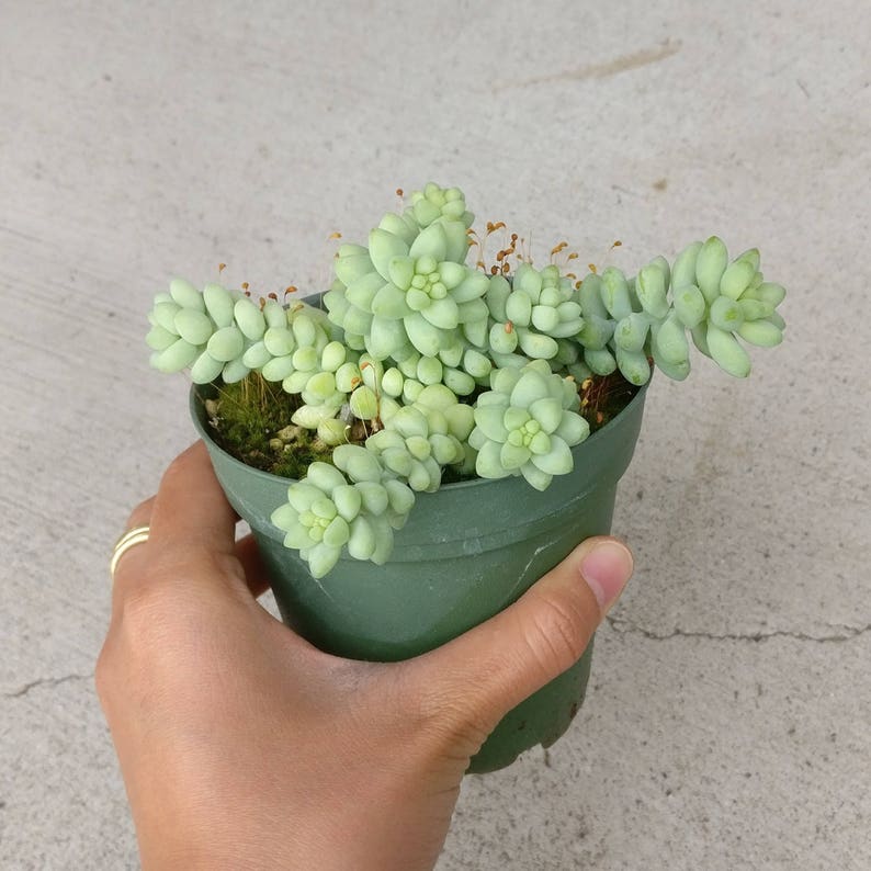 Donkey Tail Plant Sedum Burrito Succulent trailing hanging basket plant Eeyore Tail Plant Rare Succulent burros tail sedum