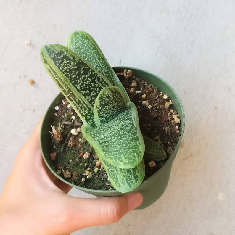 Gasteria Little Warty Aloe Relative Rare Aloe Dwarf Aloe Ox Tongue Succulent Cow Tongue Aloe Hybrid Rare Succulent