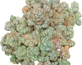 Fuzzy Wuzzy Sedum Dasyphyllum Cute Little Succulent Hairy Chubby Silver Stonecrop Rare Succulent Miniature Garden Terratrium Exotic
