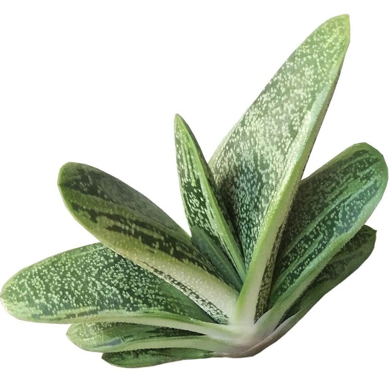 Gasteria Little Warty Aloe Relative Rare Aloe Dwarf Aloe Ox Tongue Succulent Cow Tongue Aloe Hybrid Rare Succulent
