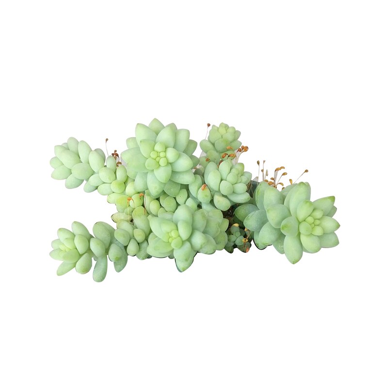 Donkey Tail Plant Sedum Burrito Succulent trailing hanging basket plant Eeyore Tail Plant Rare Succulent burros tail sedum