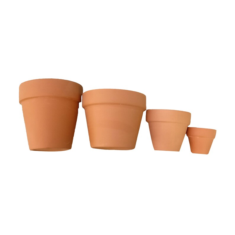 Donkey Tail Plant Sedum Burrito Succulent trailing hanging basket plant Eeyore Tail Plant Rare Succulent burros tail sedum
