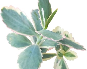 Lavender Scallops Variegated Kalanchoe Succulent Kalanchoe Fedtschenkoi Variegata Bryophyllum Species Kalanchoe Stonecrop Scallops Variegata