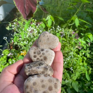 4 amazing quality  raw unpolished Michigan petoskey stones