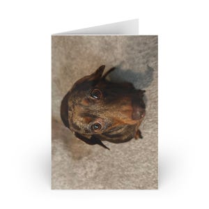 Cartões de felicitações, rosto fofo de Dachshund triste e preocupado, interior em branco, presente para amantes de cães, conjunto de papelaria, cartões pensando em você, cartão de simpatia, obtenha