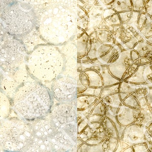 May include: A close-up of a beige and brown textured surface with a pattern of circles and lines. The surface is divided into two sections, with the left side featuring a more organic pattern of circles and the right side featuring a more geometric pattern of lines.