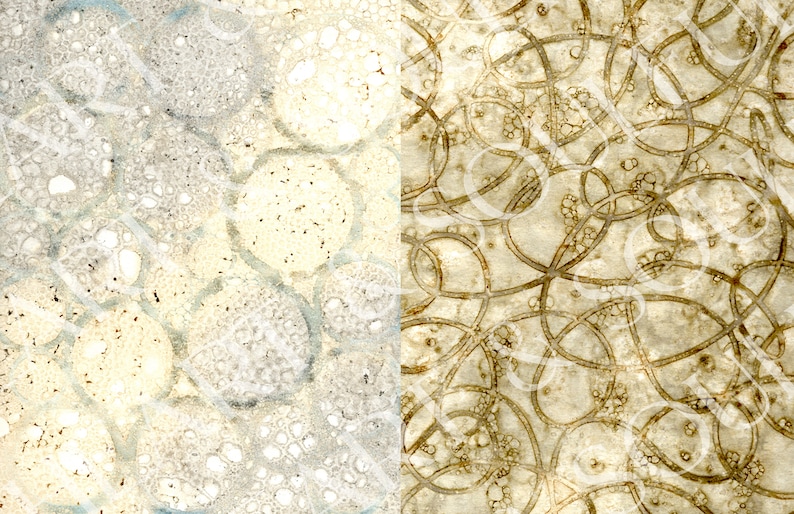 May include: A close-up of a beige and brown textured surface with a pattern of circles and lines. The surface is divided into two sections, with the left side featuring a more organic pattern of circles and the right side featuring a more geometric pattern of lines.