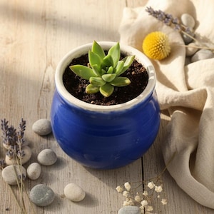 May include: A small, round, cobalt blue ceramic planter with a white rim containing a green succulent plant in dark soil. The planter is surrounded by scattered grey river stones, dried lavender sprigs, a yellow billy ball, and white baby's breath.
