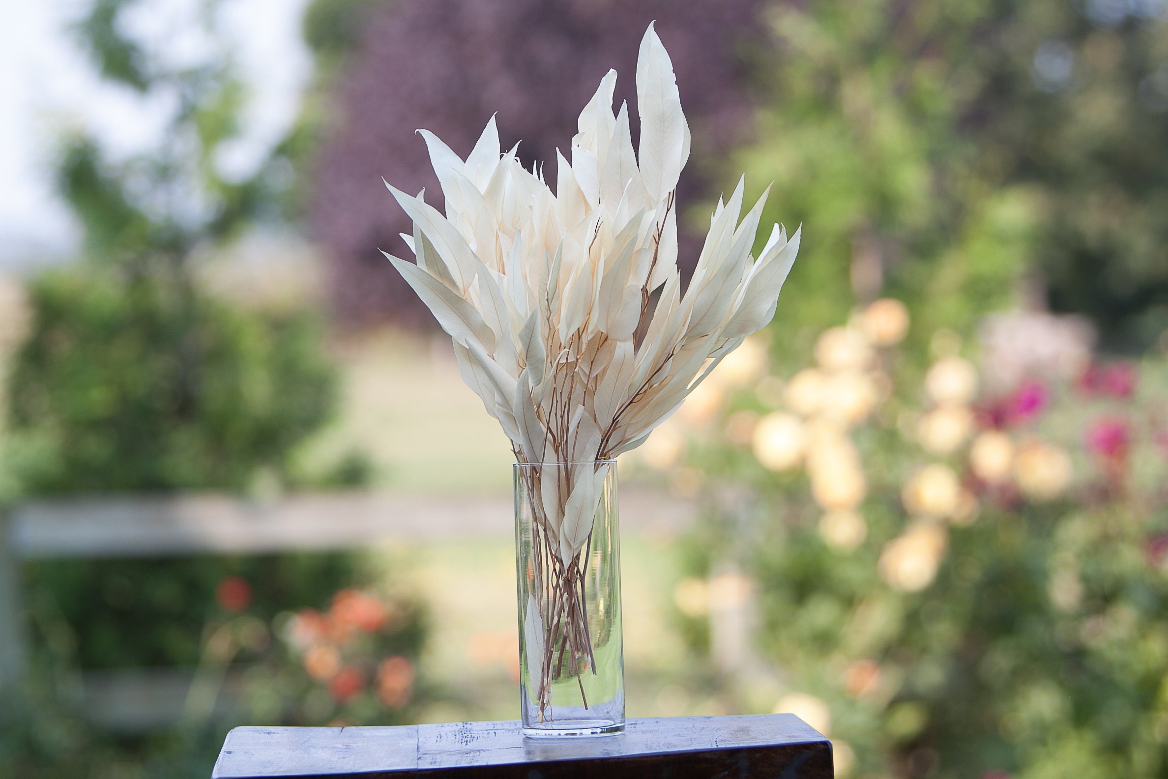 Preserved & Bleached Willow Eucalyptus