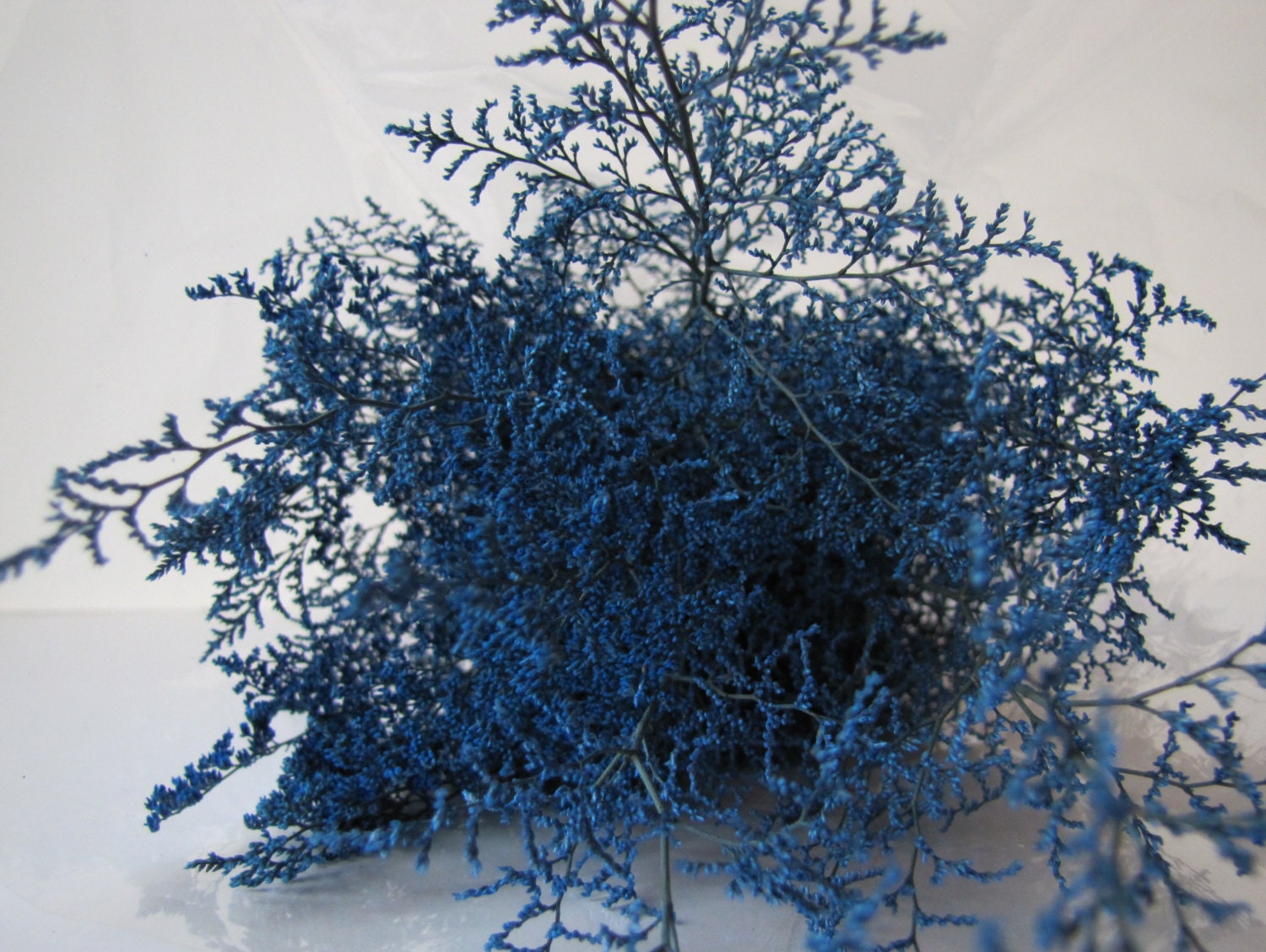 Preserved Dried Caspia Dyed Light Blue Preserved Misty Preserved Caspia Filler Flower Diy Fowers Preserved Light Blue Caspia