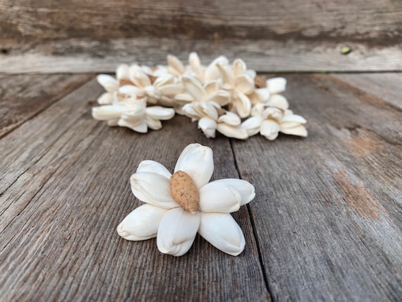 Mini Button Daisy Sola Flowers - Sold in Sets of 100 & 200