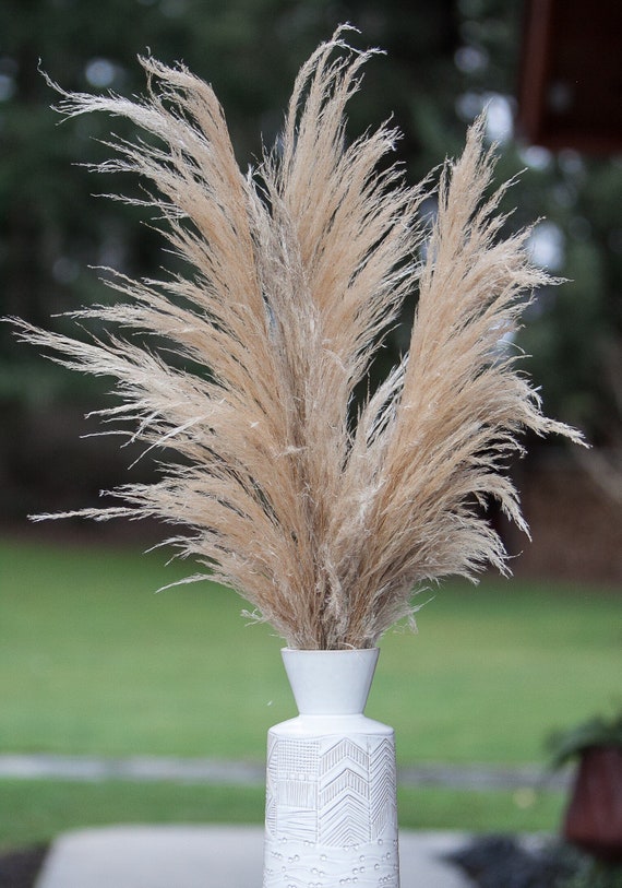 Preserved Pampas Grass