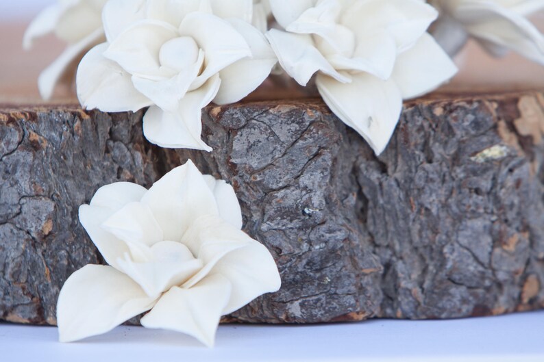 Star Magnolia Sola Flowers Sold in Sets of 10 50 /& 100