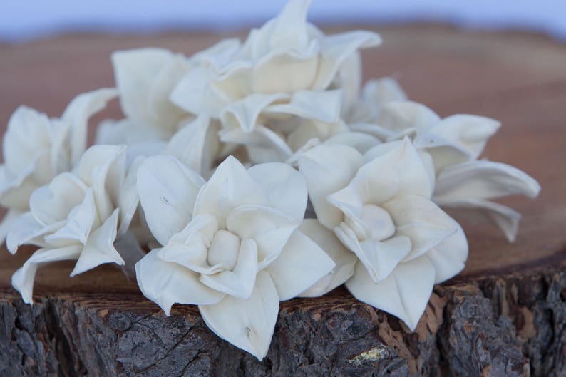 Star Magnolia Sola Flowers Sold in Sets of 10 50 /& 100