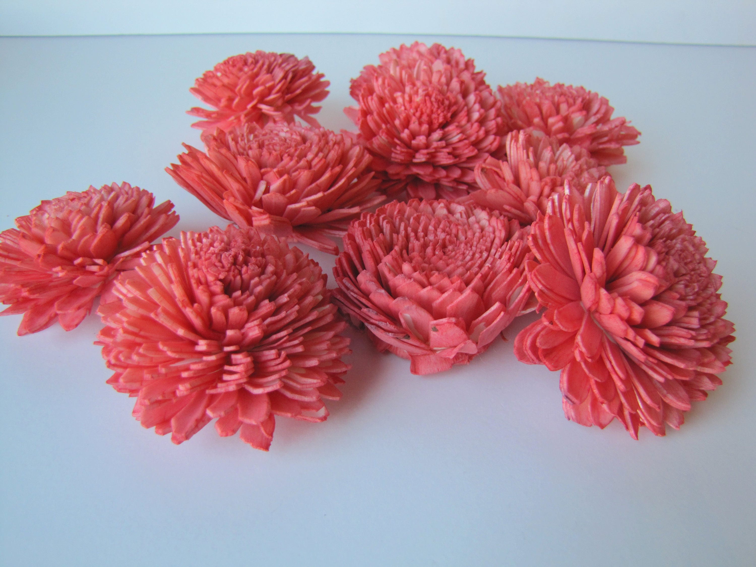 Watermelon Zinnia Sola Flowers SET OF 10 , Watermelon Sola Flower