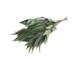 Preserved & Dyed Willow Eucalyptus Foliage - Willow Eucalyptus Preserved - Green Eucalyptus 