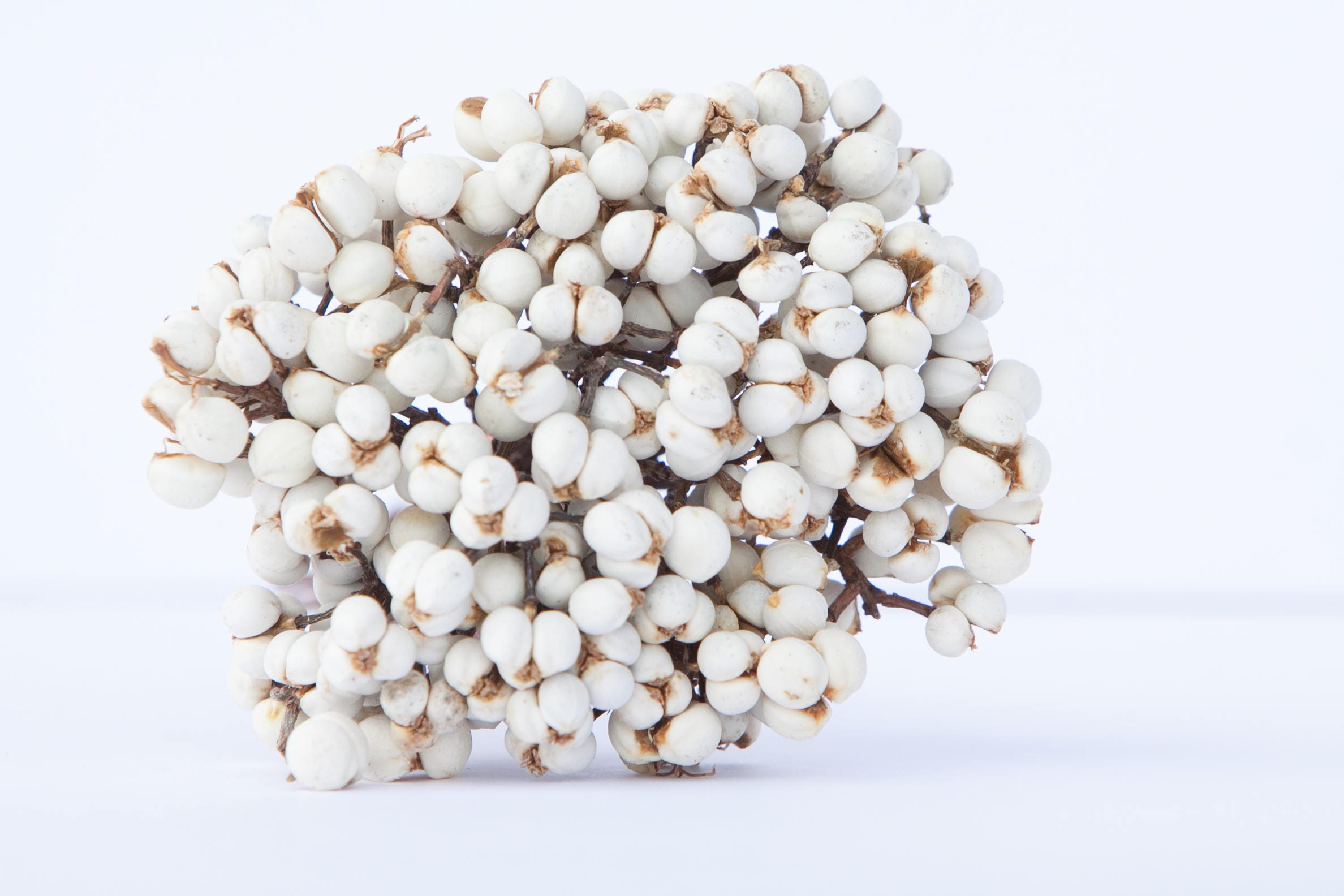 Dried Tallow Berry Imported