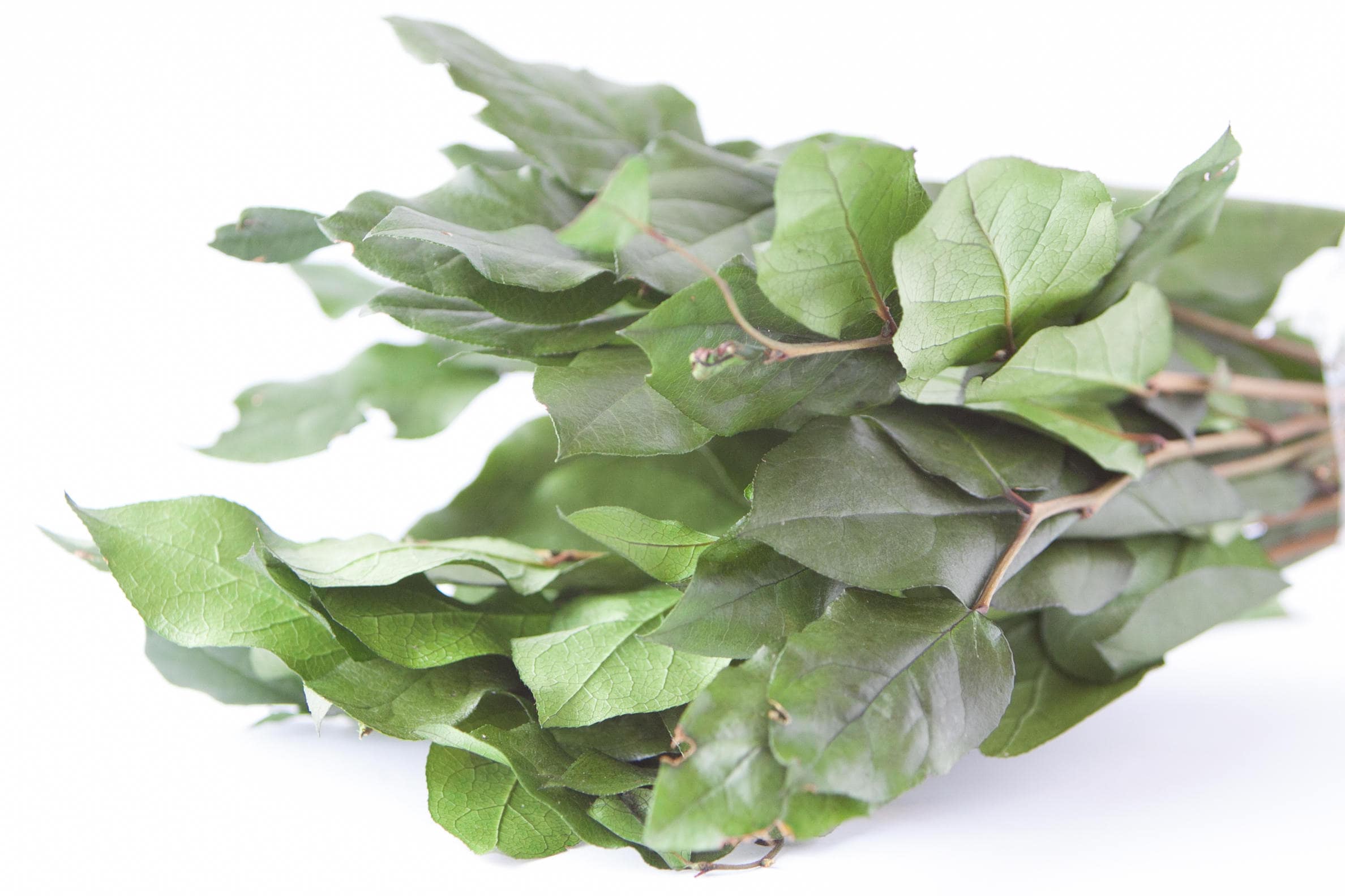 Salal - Dried and Preserved Salal - Dried Salal Leaves - Salal Leaves Green  Color - Dried Foliage - DIY Fowers - Dried Greenery