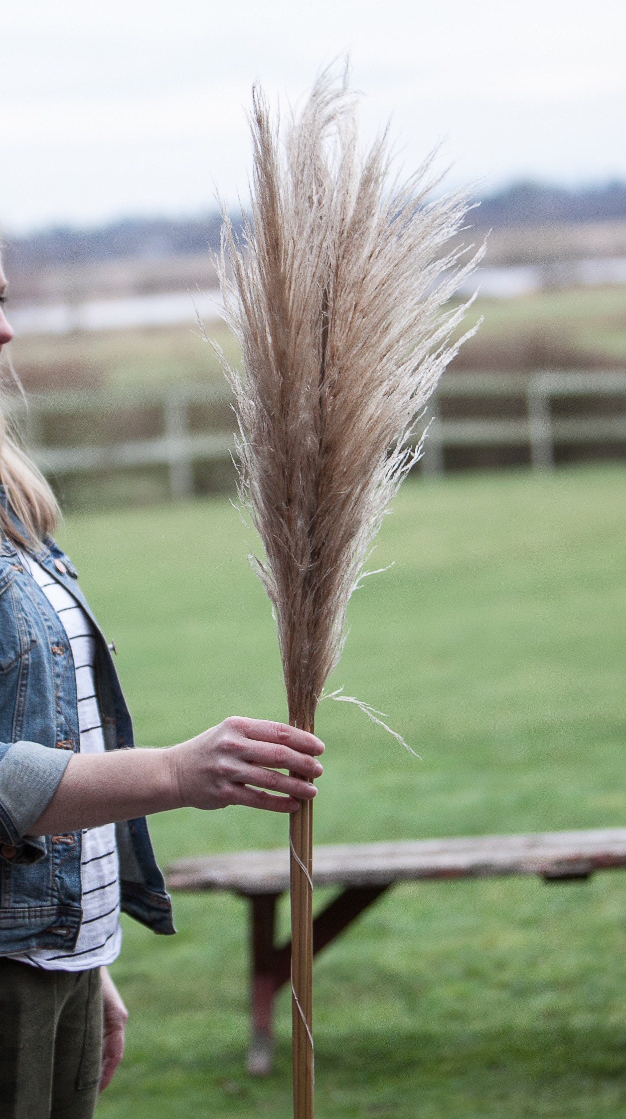 Preserved Pampas Grass