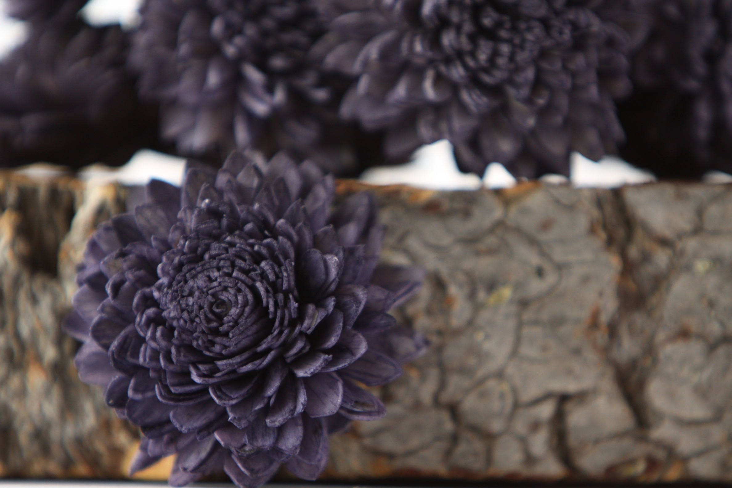 Navy Blue Zinnia Sola Flowers SET OF 10