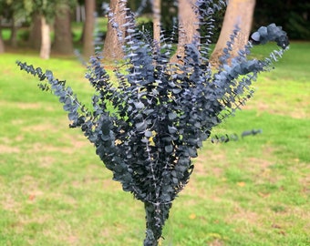 Blue Dried Spiral Eucalyptus - one pound
