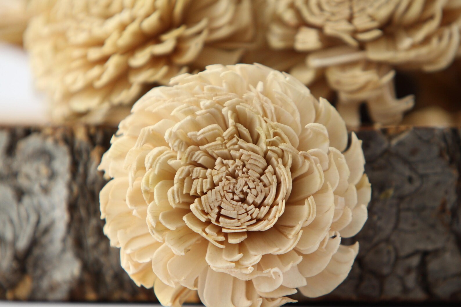 Champaign Large Chorki Sola Flowers Set of 10 Champaign Etsy