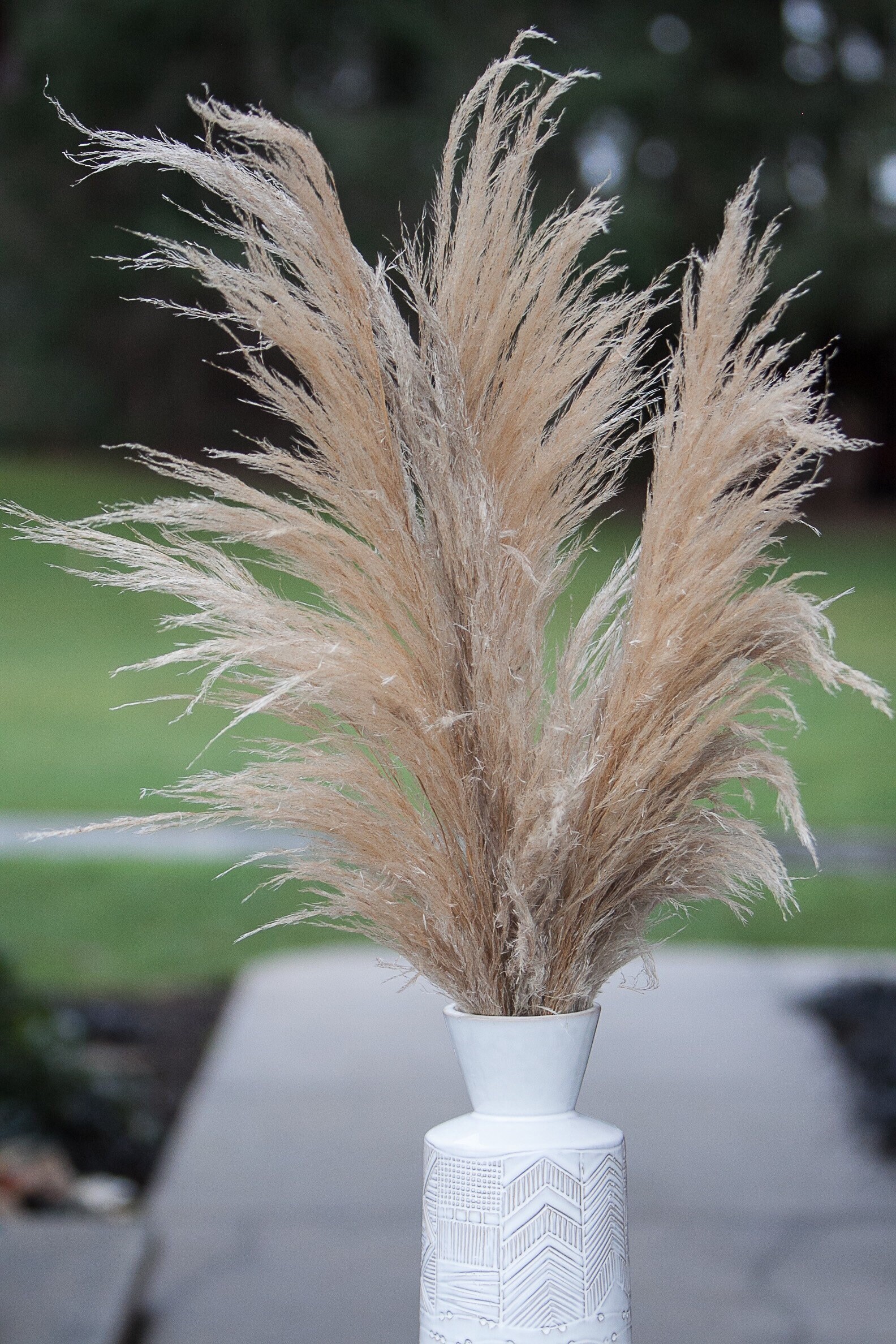 Preserved Pampas Grass