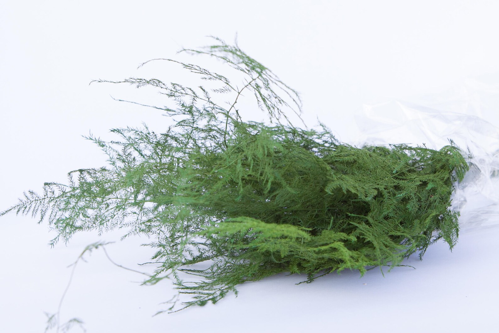 Preserved Plumosa Fern Greenery Green Ferns Preserved Etsy