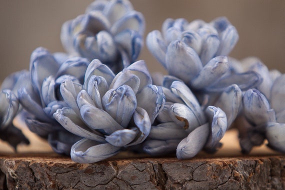 Steele Blue Solar Sola Flowers - Set of 15