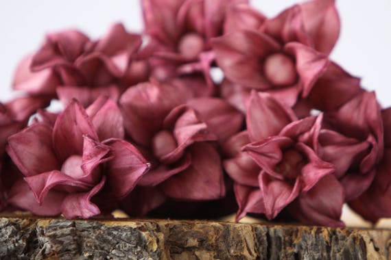 Burgundy Star Magnolia Sola Flowers - SET OF 50