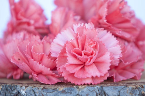 Watermelon Carnation Sola Flowers - SET OF 10 , Pinkish Coral Sola Flowers, Carnation Sola, Balsa Wood Flowers, Craft Flowers