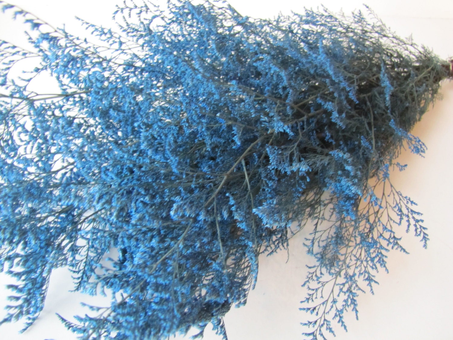 Preserved Dried Caspia Dyed Light Blue Preserved Misty Preserved Caspia Filler Flower Diy Fowers Preserved Light Blue Caspia